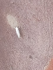 Polyhymno luteostrigella