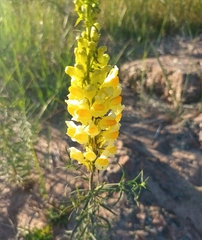 Linaria vulgaris