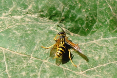 Polistes dominula