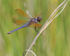 Libellula jesseana