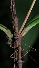 Paraphasma trianguliferum