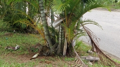 Dasyprocta fuliginosa