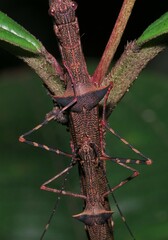 Paraphasma trianguliferum