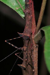 Paraphasma trianguliferum