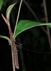 Paraphasma trianguliferum
