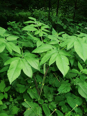 Chaerophyllum aromaticum