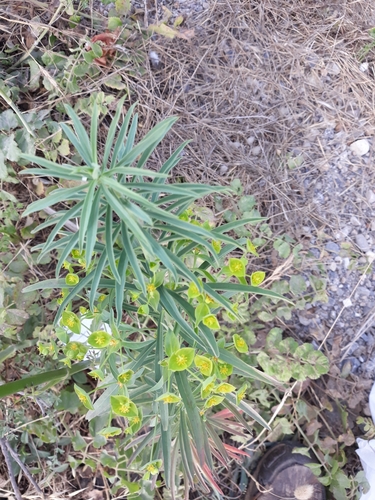 Image of Euphorbia biumbellata by (c) Karim Haddad, some rights reserved (CC BY)