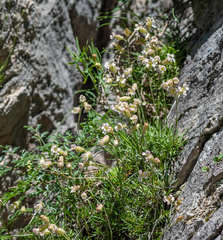 Silene turgida