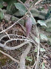 Oxypetalum tomentosum