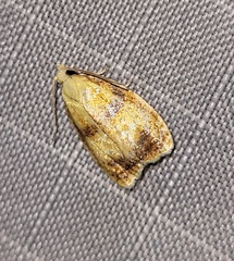 Acleris curvalana