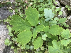 Chelidonium majus