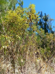 Searsia angustifolia