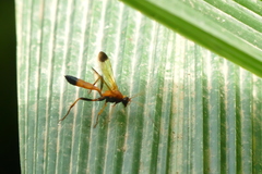 Ctenochares bicolorus