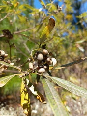 Searsia angustifolia