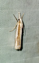 Crambus youngellus