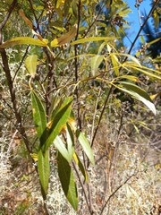Searsia angustifolia