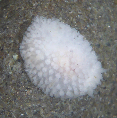 Fuzzy Onchidoris