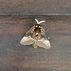 Megalopyge albicollis superba