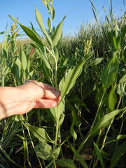 Rumex altissimus
