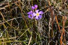 Primula borealis