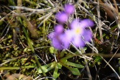 Primula borealis