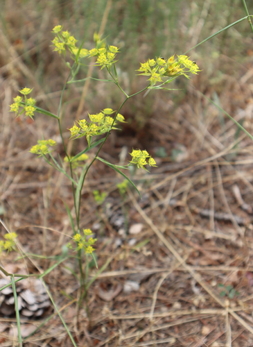 Osjavi zvinčac (Bupleurum veronense)