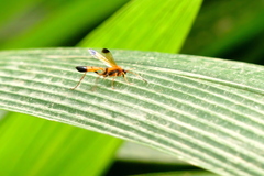 Ctenochares bicolorus