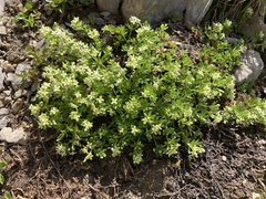 Galium megalospermum