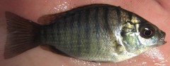 Oreochromis macrochir