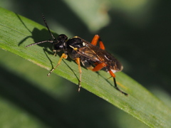 Macrophya rufipes