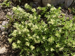 Galium megalospermum