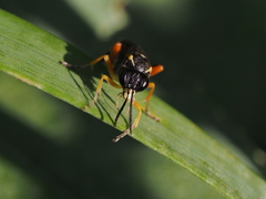 Macrophya rufipes