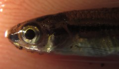 Enteromius haasianus