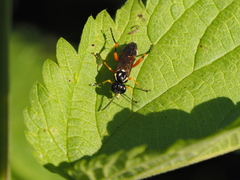 Macrophya rufipes