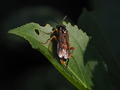 Macrophya rufipes