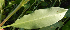 Rumex altissimus