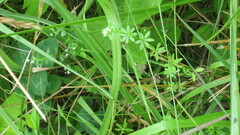 Galium asprellum
