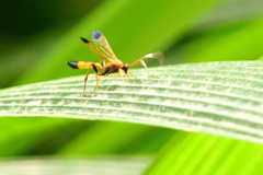 Ctenochares bicolorus