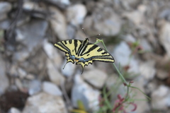 Papilio alexanor
