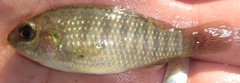 Tilapia ruweti