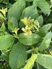 Mandevilla convolvulacea