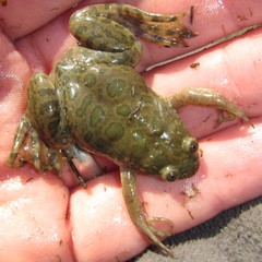 Xenopus muelleri