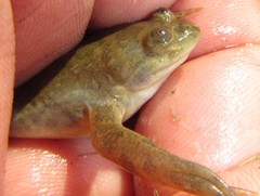 Xenopus muelleri