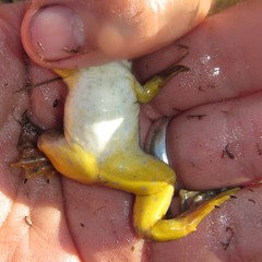 Xenopus muelleri