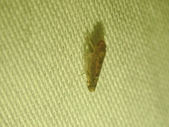 Osbornellus auronitens