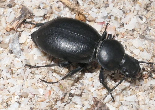 Tentyria grossa