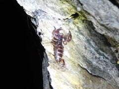 Euscorpius alpha