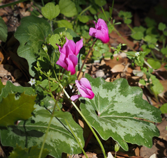 Cyclamen repandum