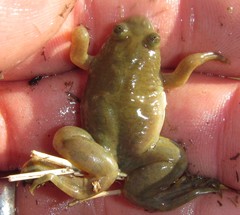 Xenopus muelleri