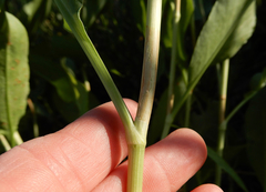Rumex altissimus